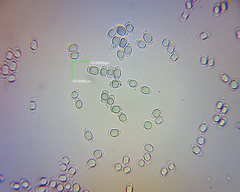 Hygrocybe fuliginata image
