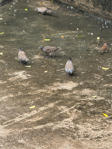 Zebra Dove