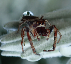 Opisthoncus serratofasciatus