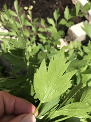 Levisticum officinale