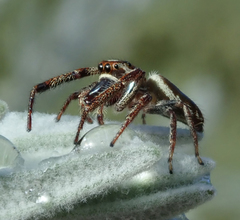 Opisthoncus serratofasciatus