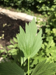 Levisticum officinale