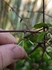 Coprosma crassifolia
