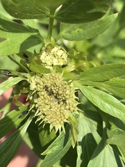 Levisticum officinale