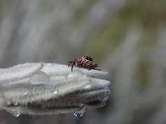 Opisthoncus serratofasciatus