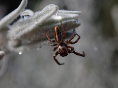 Opisthoncus serratofasciatus