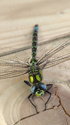 Southern Hawker