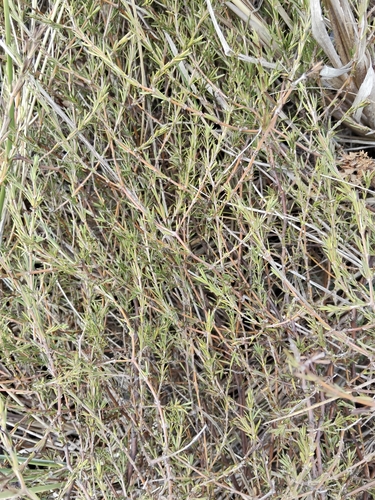 Coprosma acerosa