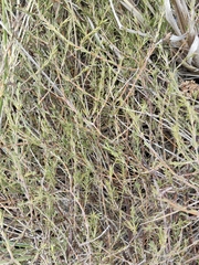 Coprosma acerosa