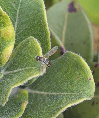 Toxomerus marginatus observed 2026-09-22