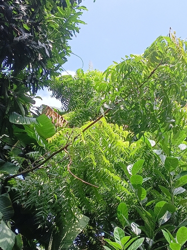 Neem