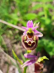 Ophrys × minuticauda