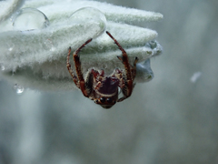 Opisthoncus serratofasciatus