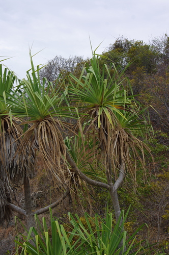 Pandanus cookii observed 2026-09-26