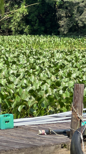 common water hyacinth