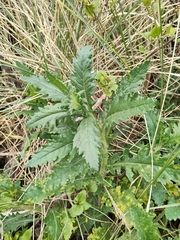 Senecio biserratus