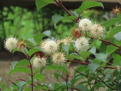 Cephalanthus tetrandra