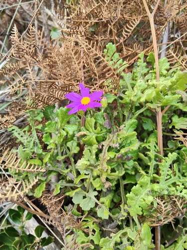 Senecio elegans, photograph 1