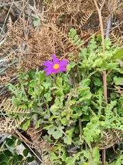 Senecio elegans