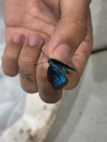 Great Purple Hairstreak