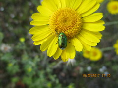 Cryptocephalus sericeus