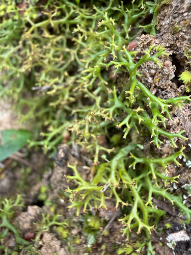 Cladia aggregata observed 2026-09-26
