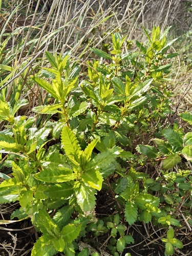 Haloragis erecta, photograph 2