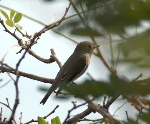 Asian Brown Flycatcher