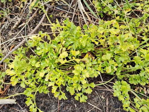 Apium prostratum
