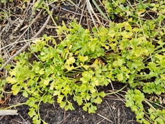 Apium prostratum