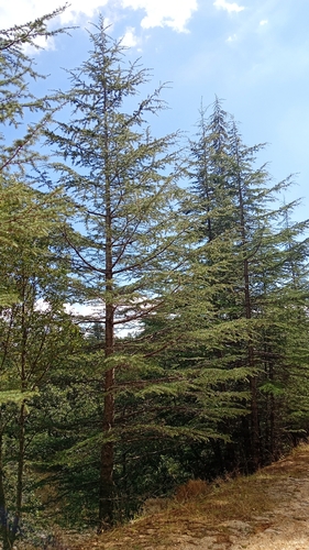 Cedrus libani, photograph 2