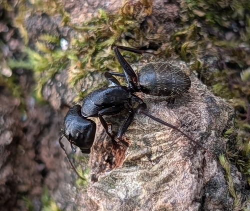 Eastern Black Carpenter Ant