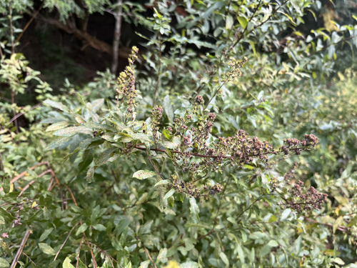 white meadowsweet