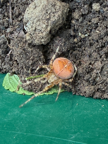 Cross Orbweaver