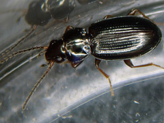 Bembidion obtusum