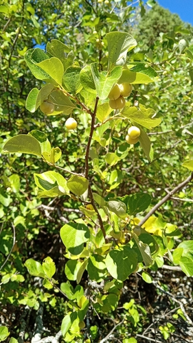 Styrax officinalis, photograph 1