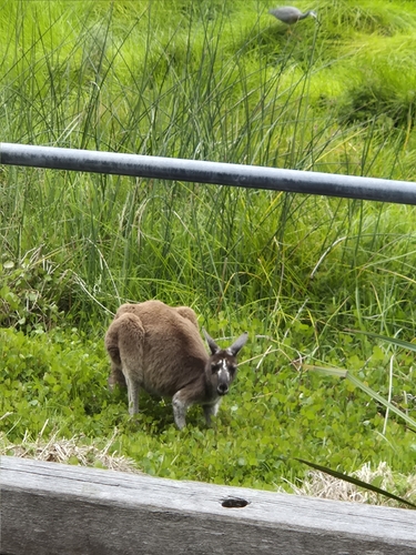 Mainland Western Grey Kangaroo