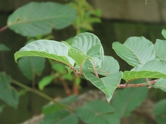 Cephalanthus tetrandra