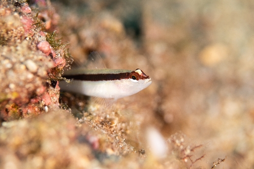 Striped Goby