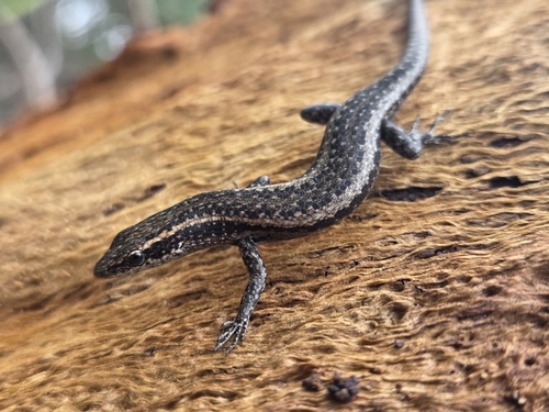 Buchanan's Snake-eyed Skink