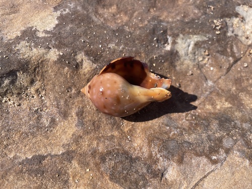 Semicassis labiata observed 2026-09-26