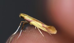 Caloptilia superbifrontella