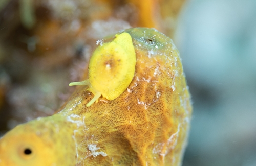 Yellow Umbrella Slug