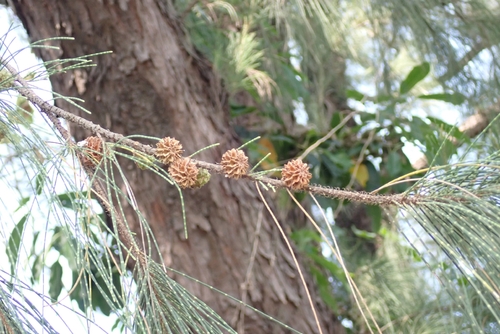Beach Sheoak