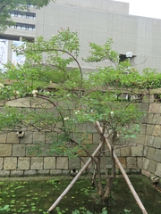 Cephalanthus tetrandra