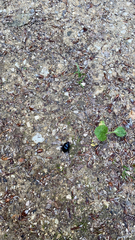 Anoplotrupes stercorosus