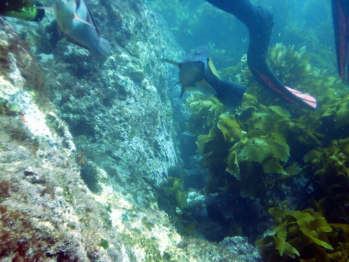 Notolabrus inscriptus