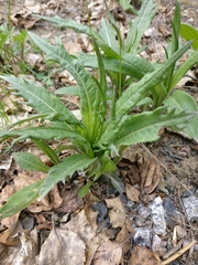 Cirsium heterophyllum