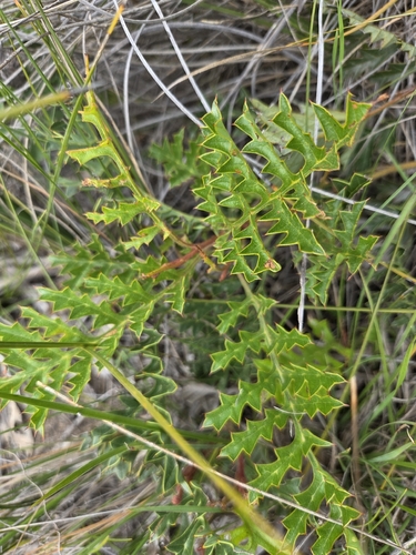 Grevillea bipinnatifida bipinnatifida