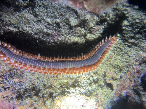 Bearded Fireworm